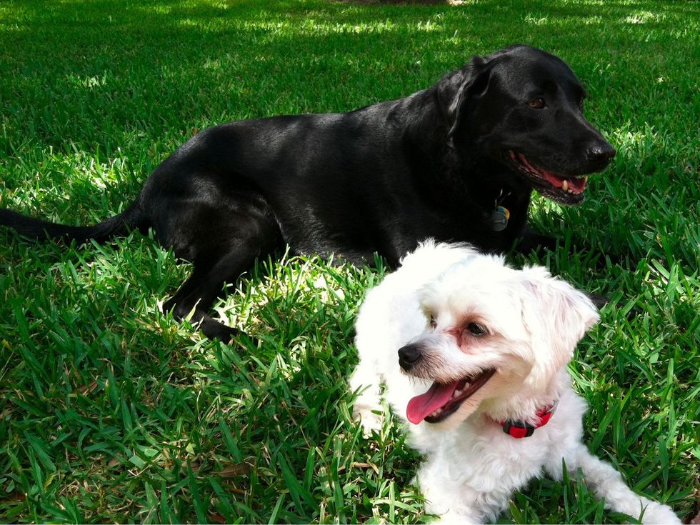 Dogs relaxing at the park