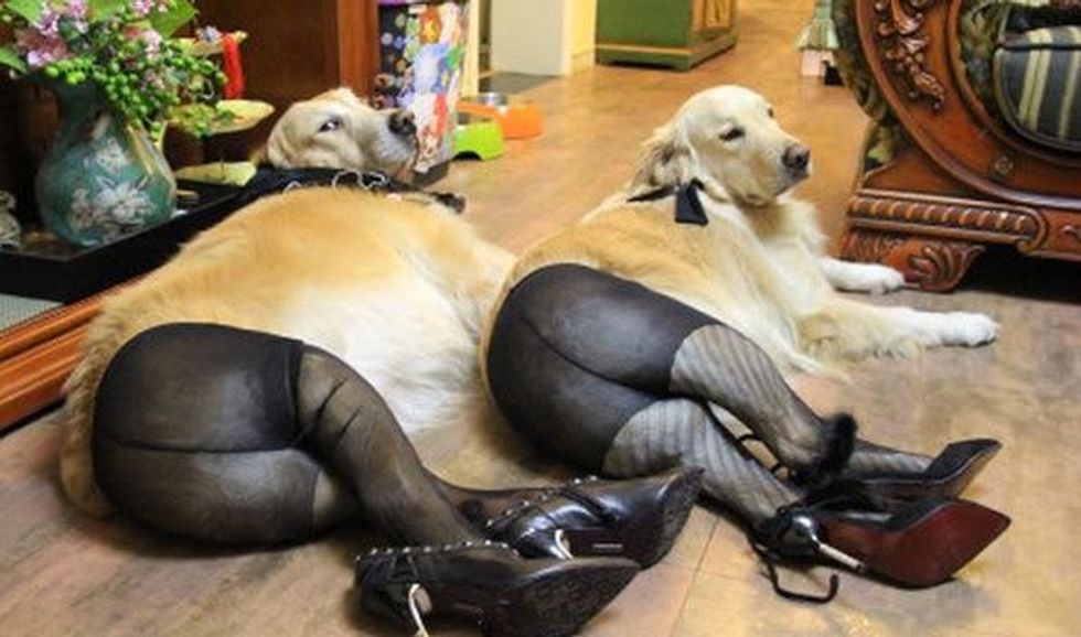 Dogs wearing pantyhose