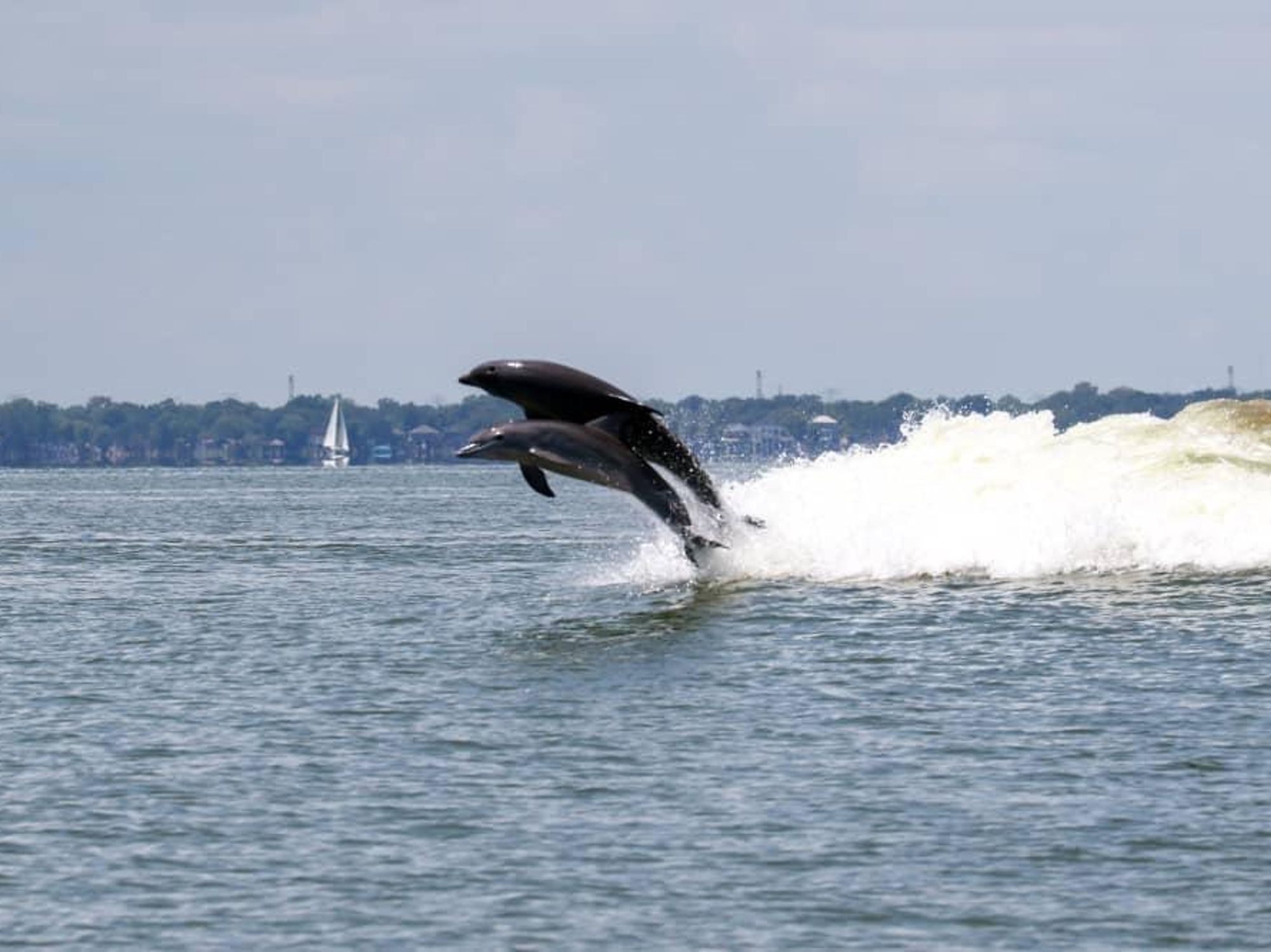 dolphins dolphin galveston bay leaping jumping