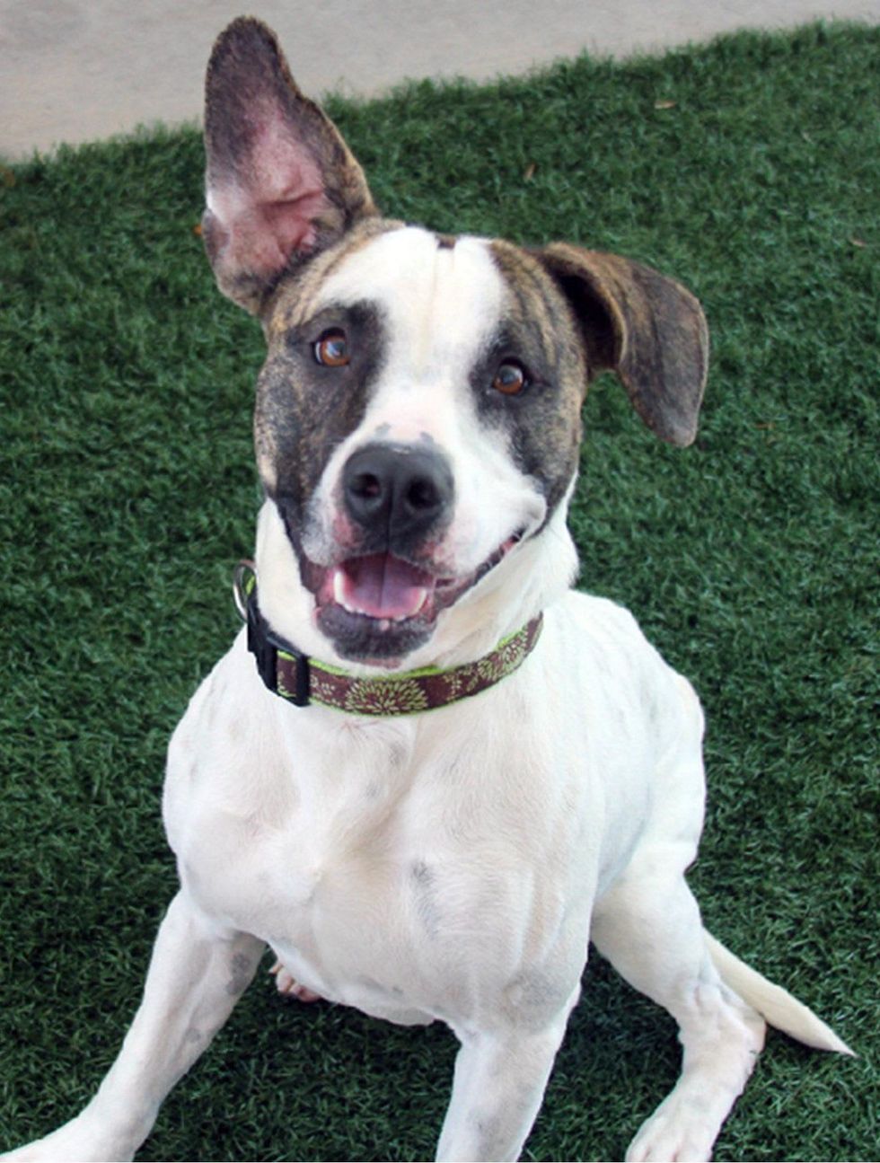 Domino Dalmatian pit bull mix