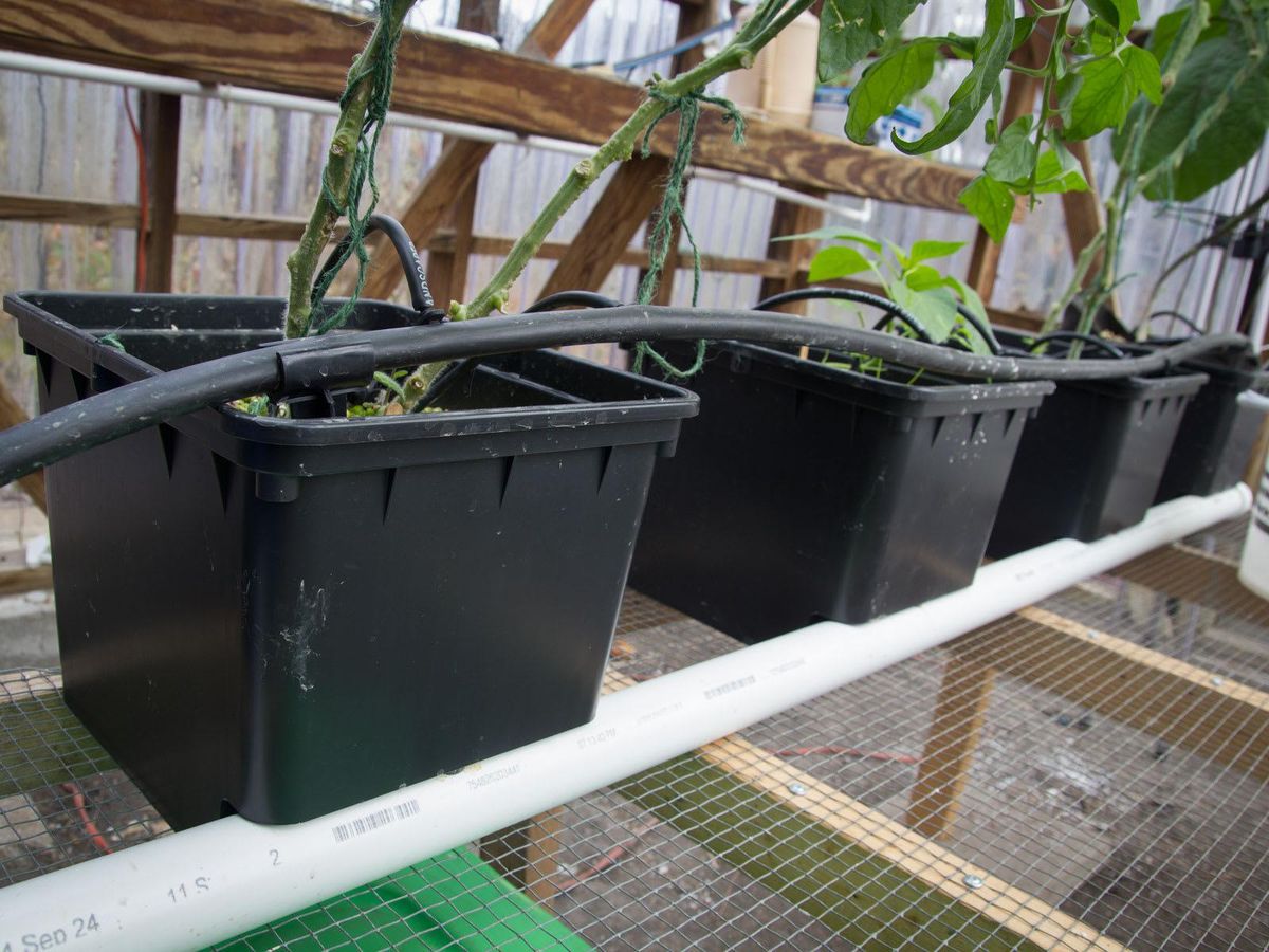 Dutch buckets with their outlets set into PVC pipe. Above each bucket