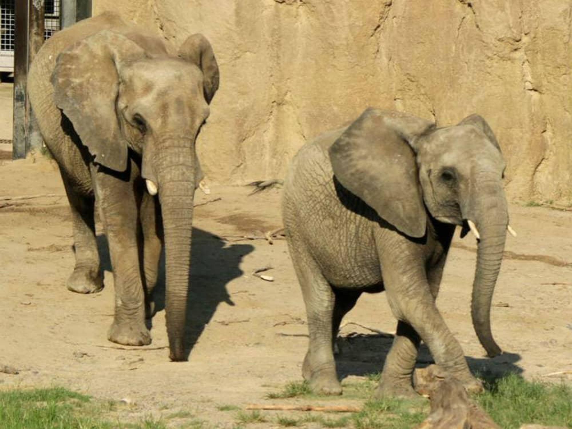elephants Dallas Zoo