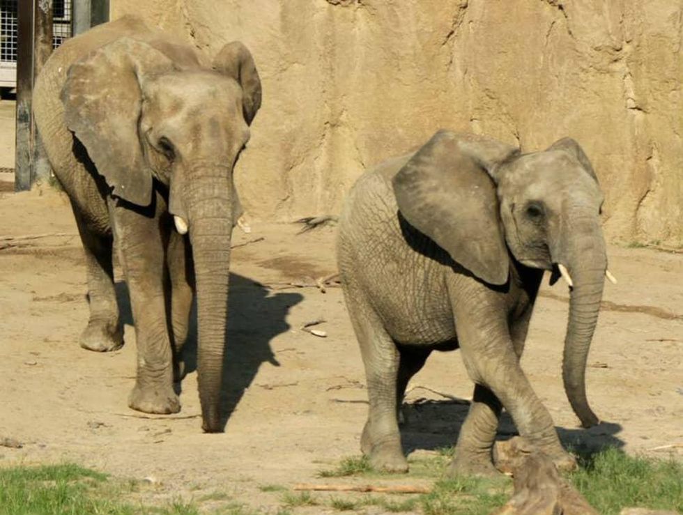 elephants Dallas Zoo