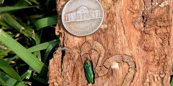 Invasive beetle deadly to ash trees has hit west and southwest Dallas - Vimarsana News