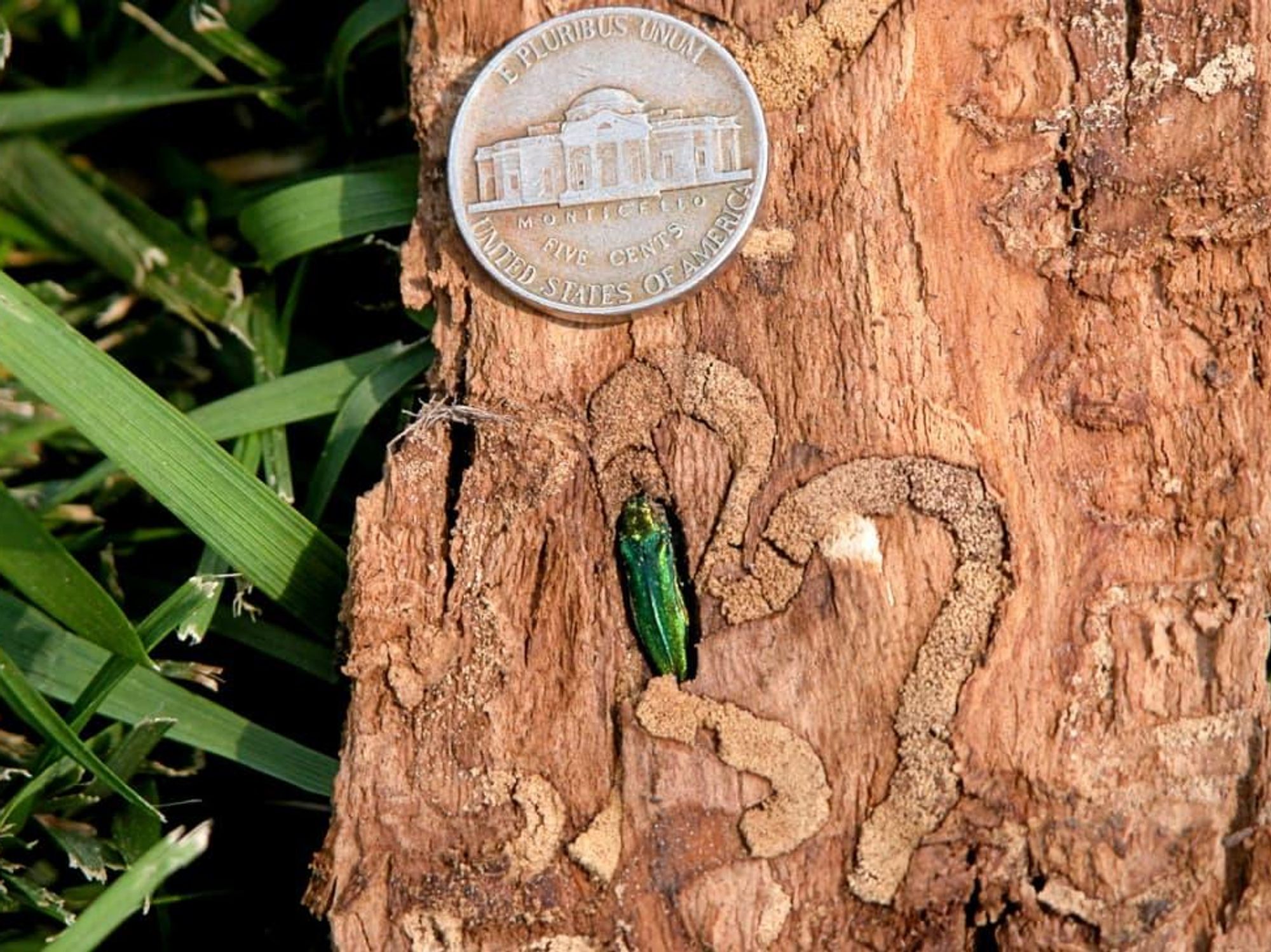 emerald ash borer