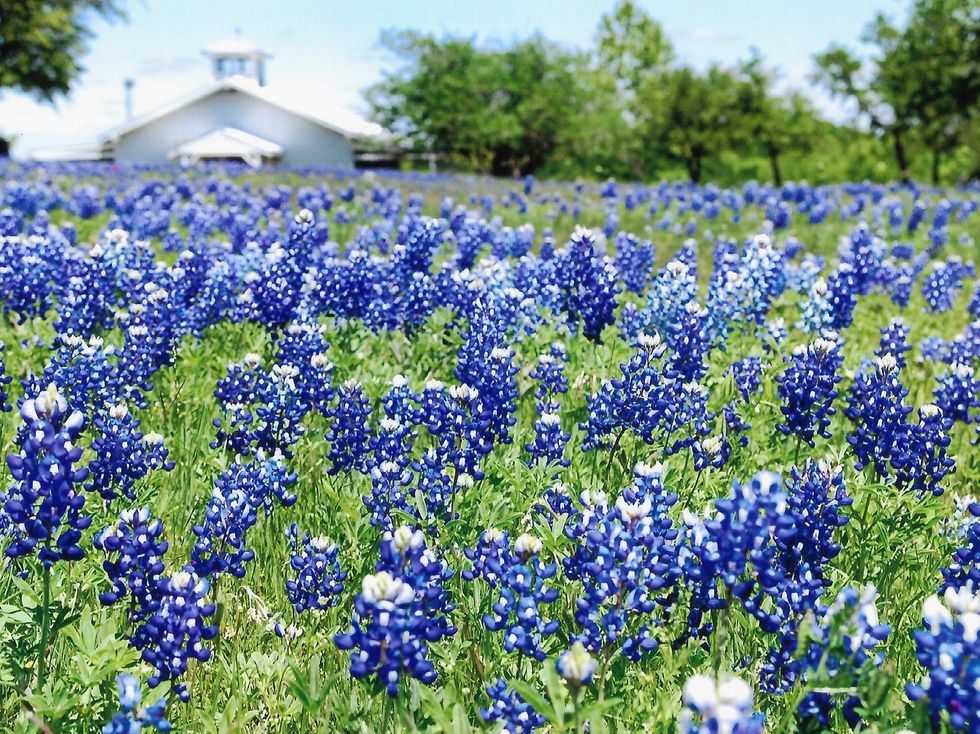 Ennis Bluebonnet Trails Festival