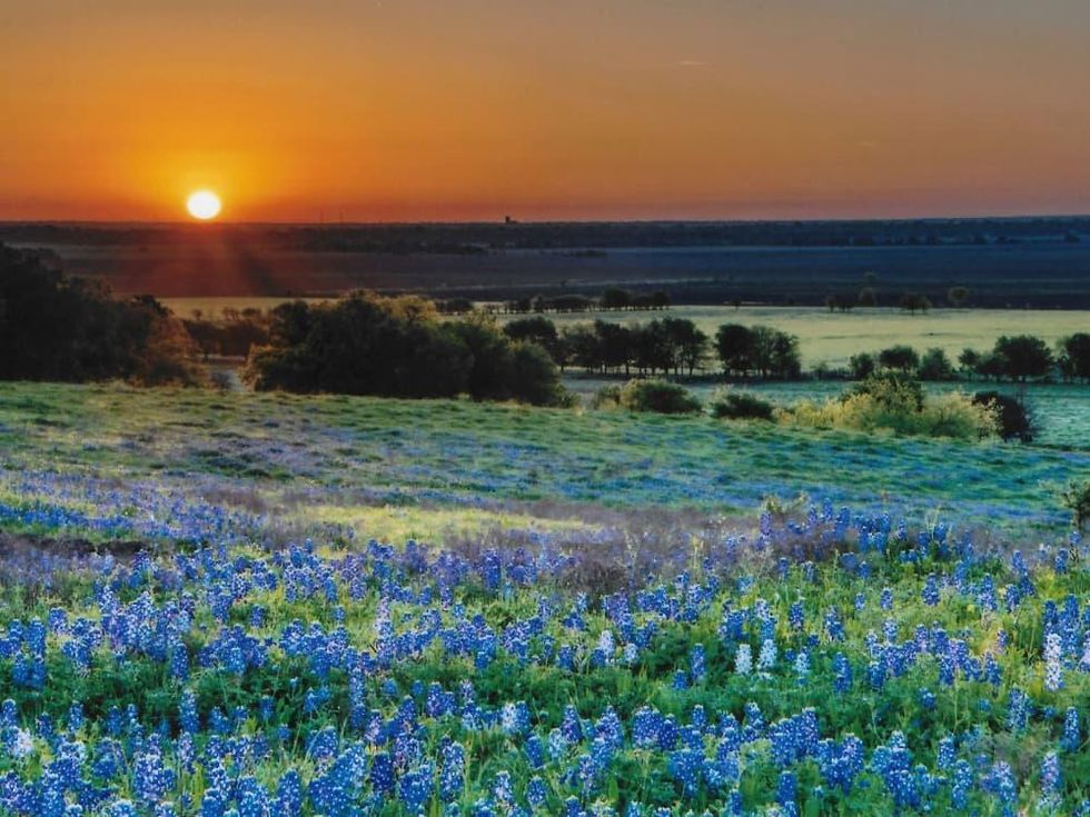 Ennis bluebonnet trails