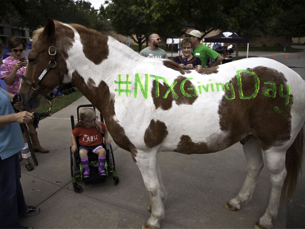 Equest Crunchie the therapy horse