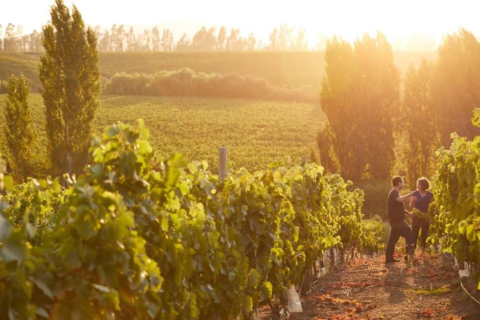 CultureMap Dallas Vine Connections Dallas