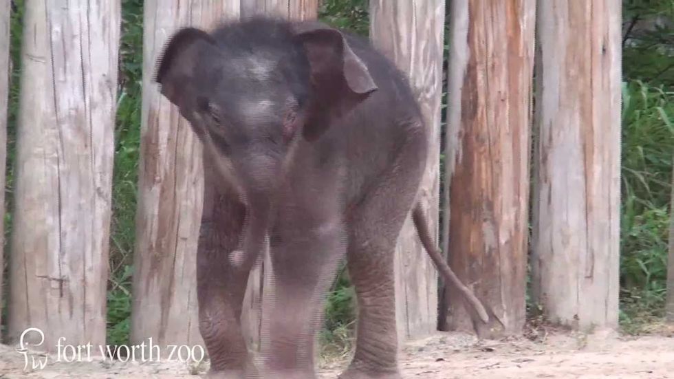 Fort Worth Zoo's baby elephant, SNL auditions and more links we love right now