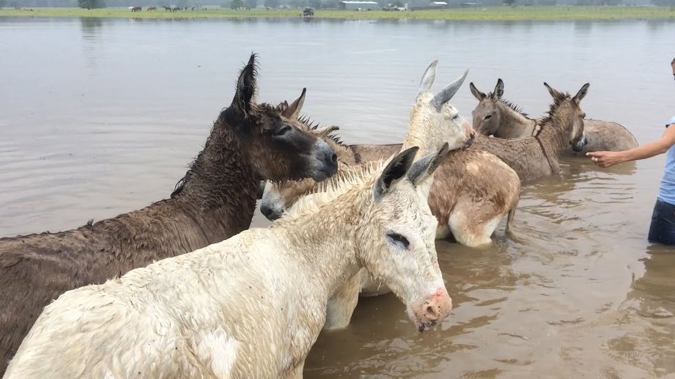 Storm rips through North Texas sanctuary but animals see happy ending