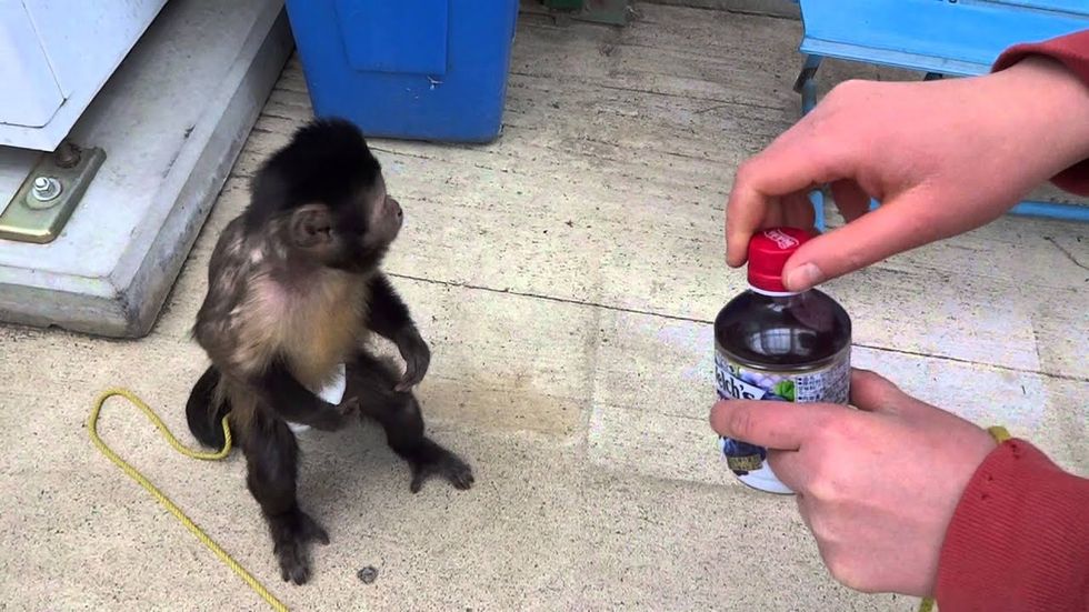 Monkey masters vending machine and more links we love right now