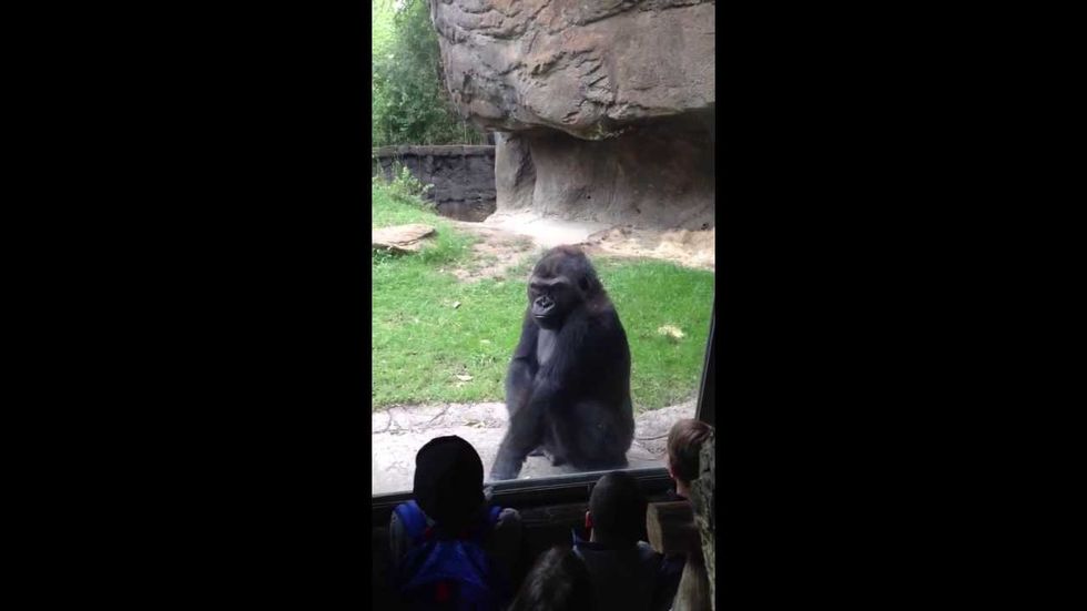 Monkey business at Dallas Zoo, Alec Baldwin's Twitter meltdown and more links we love
