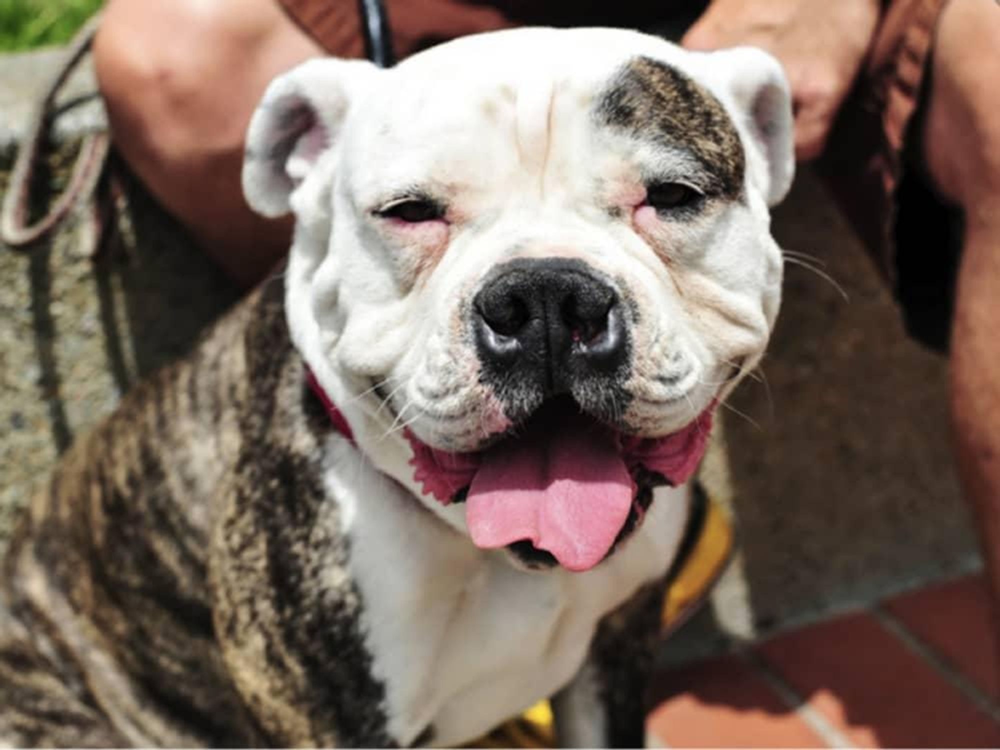 Finding Rover happy dog