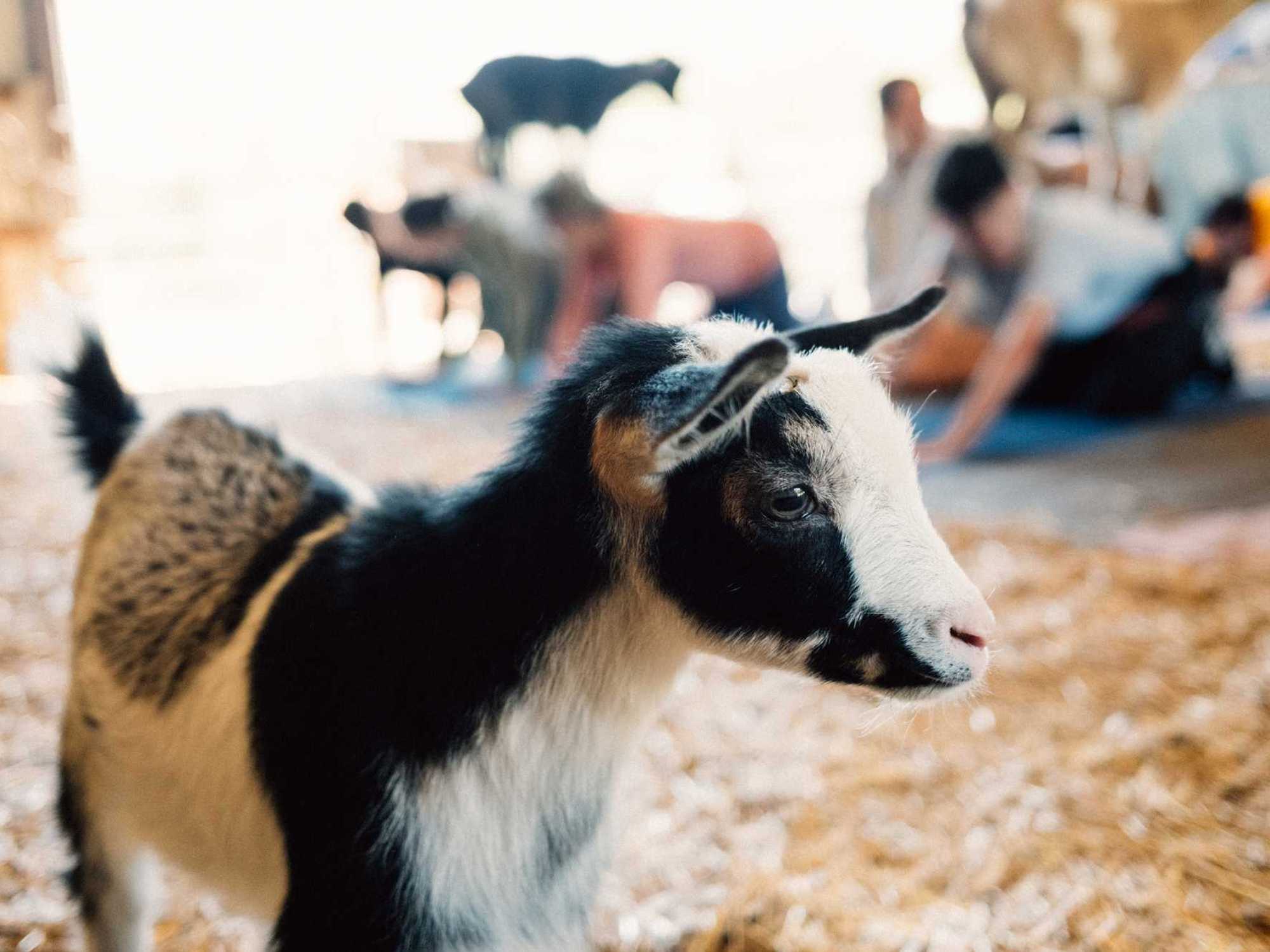 Fit in the City, goat yoga