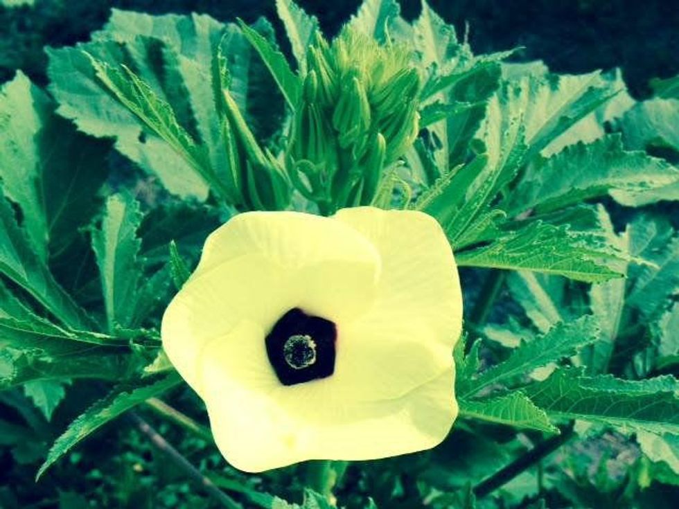 Flower growing on okra plant at Paul Quinn College farm