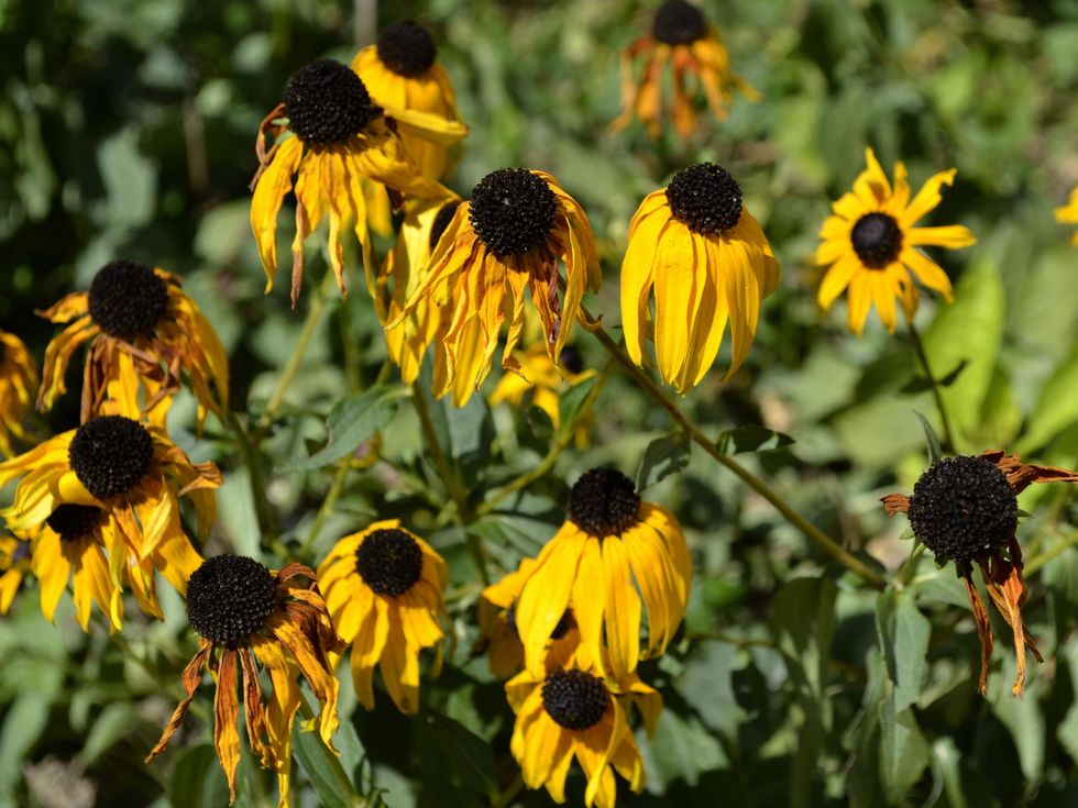 Flowers wilting in the summer sun