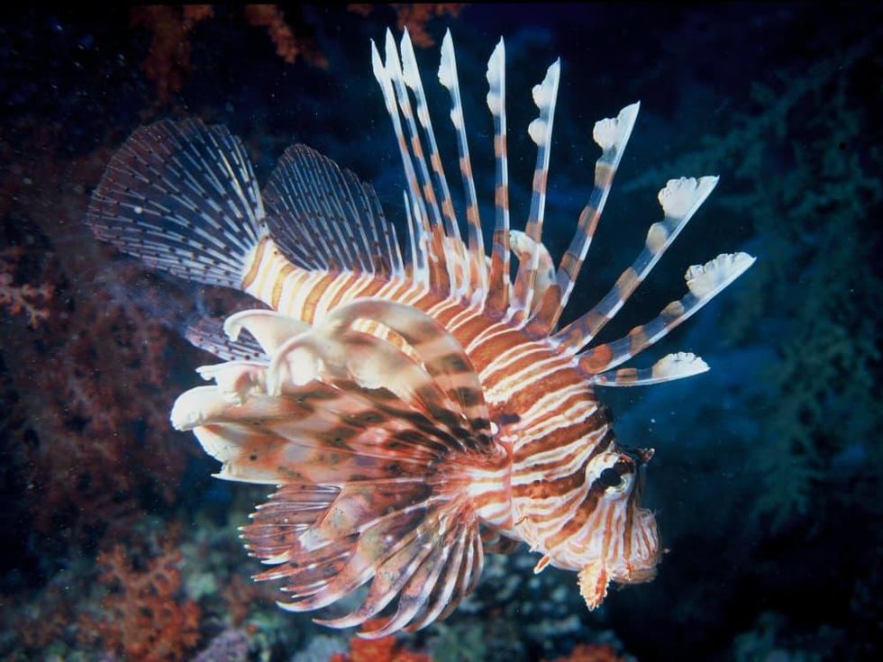 Food_and_Drink_Lionfish_Sept_2013