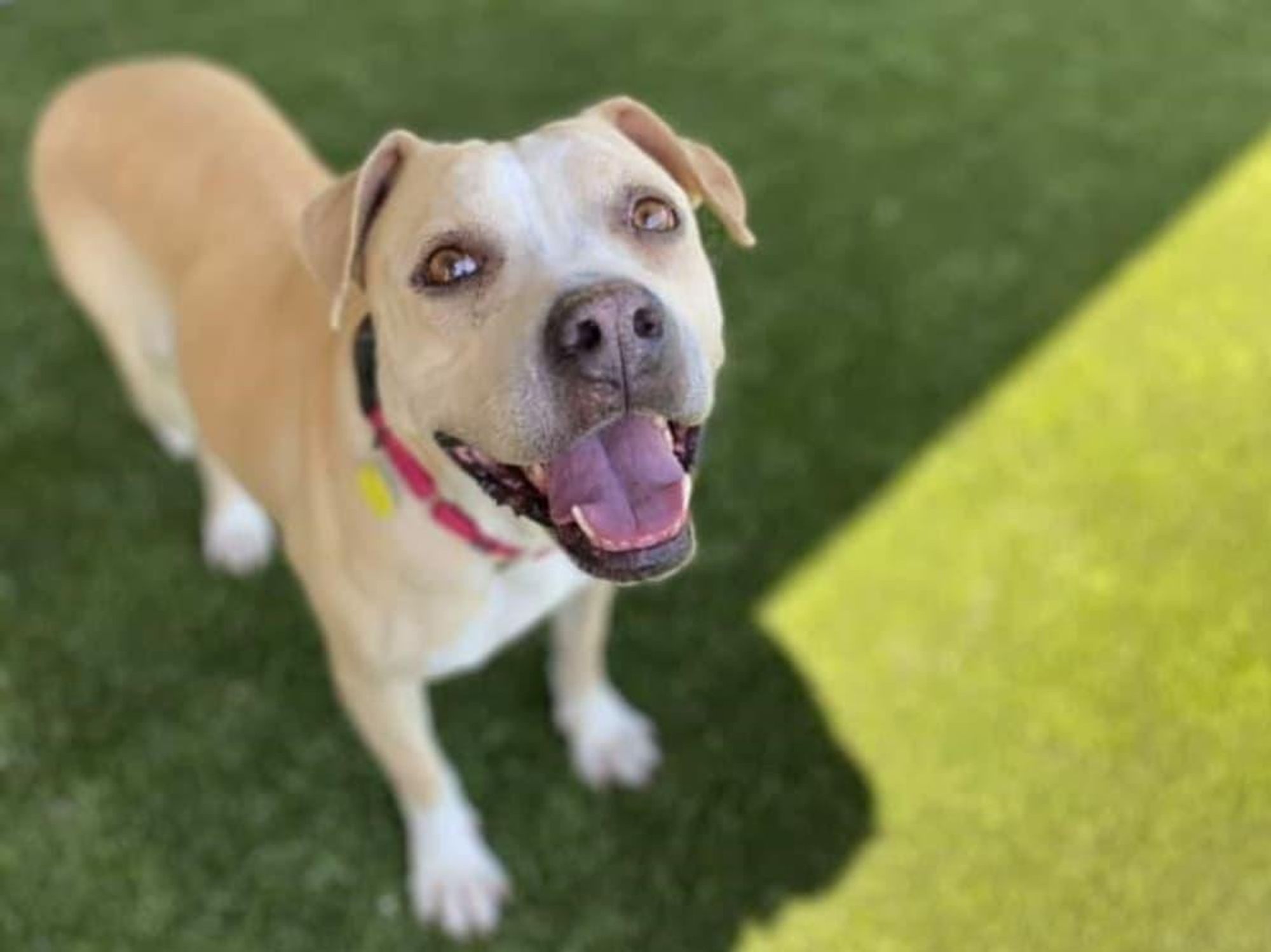 Fort Worth animal shelter dog
