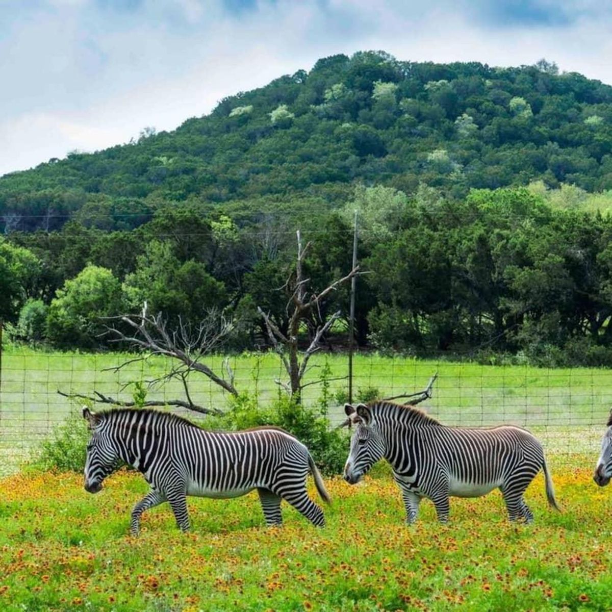 Experience A Safari Setting At Fossil Rim Wildlife Center Culturemap