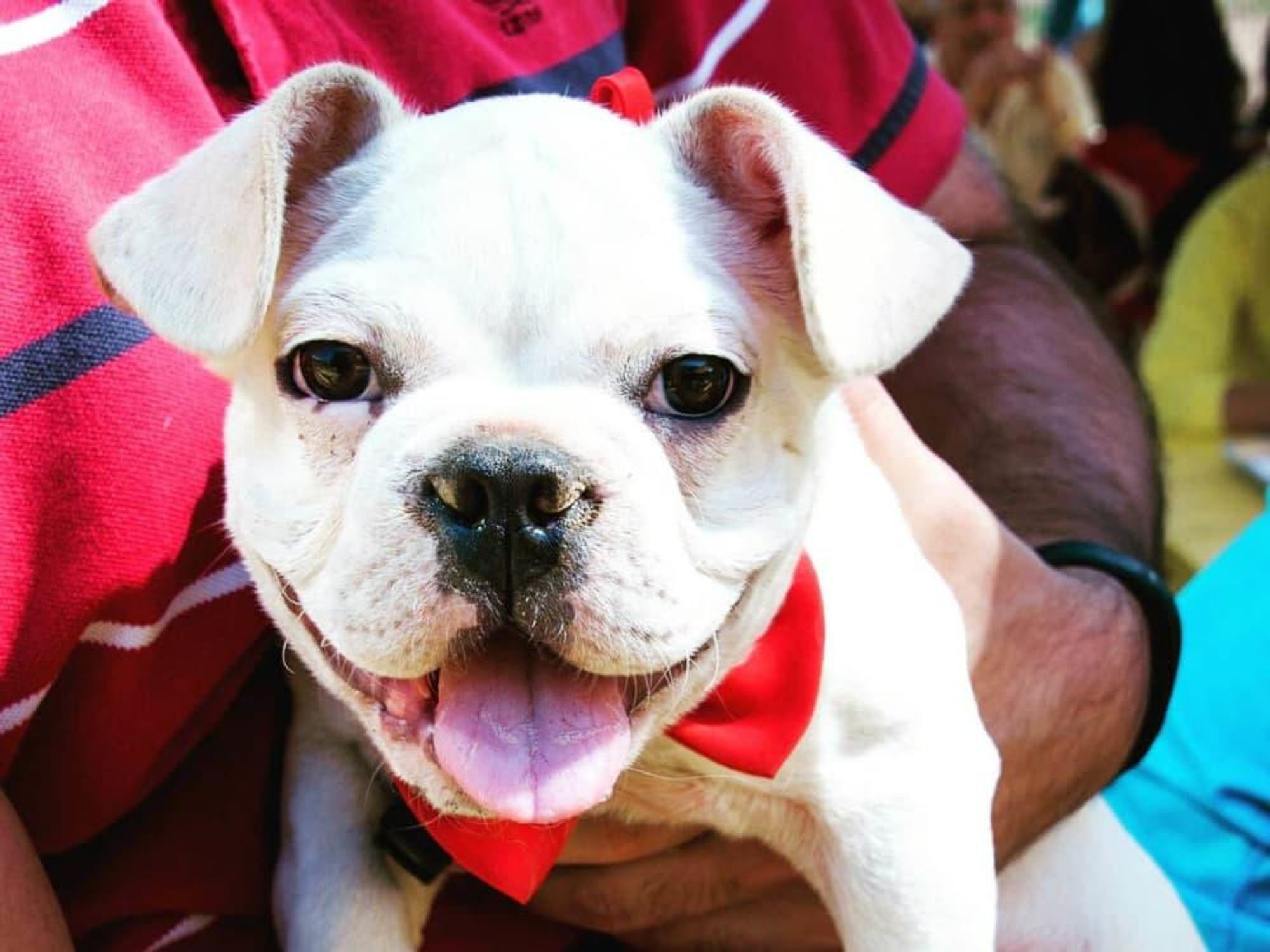 French bulldog puppy