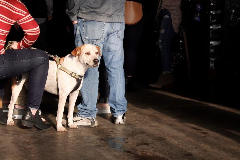 Frost pop-up at Community Beer