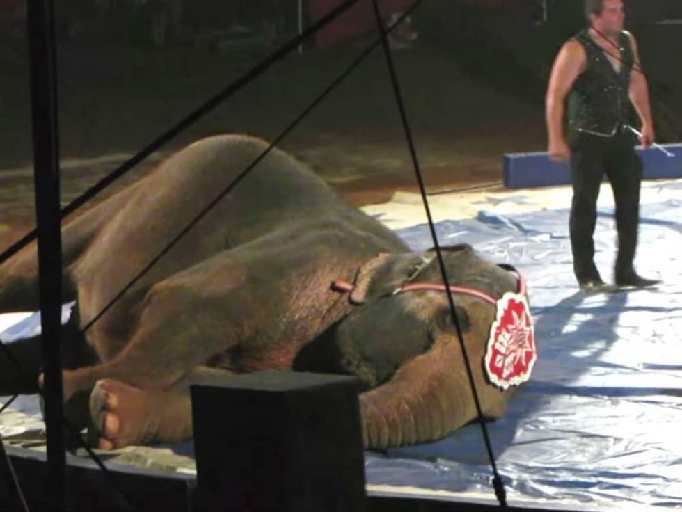 Garden Bros Circus elephant