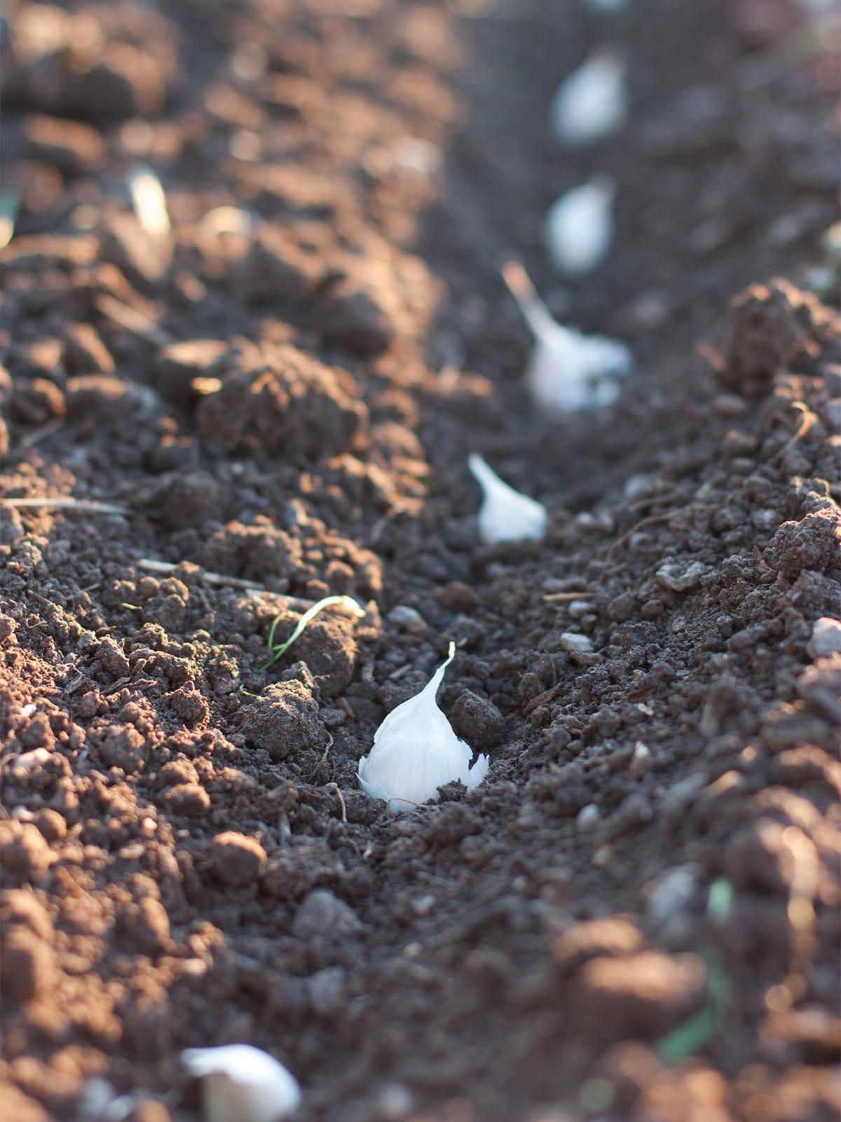 Garlic being planted in a raised bed. CultureMap Dallas