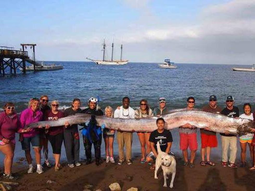Giant oarfish