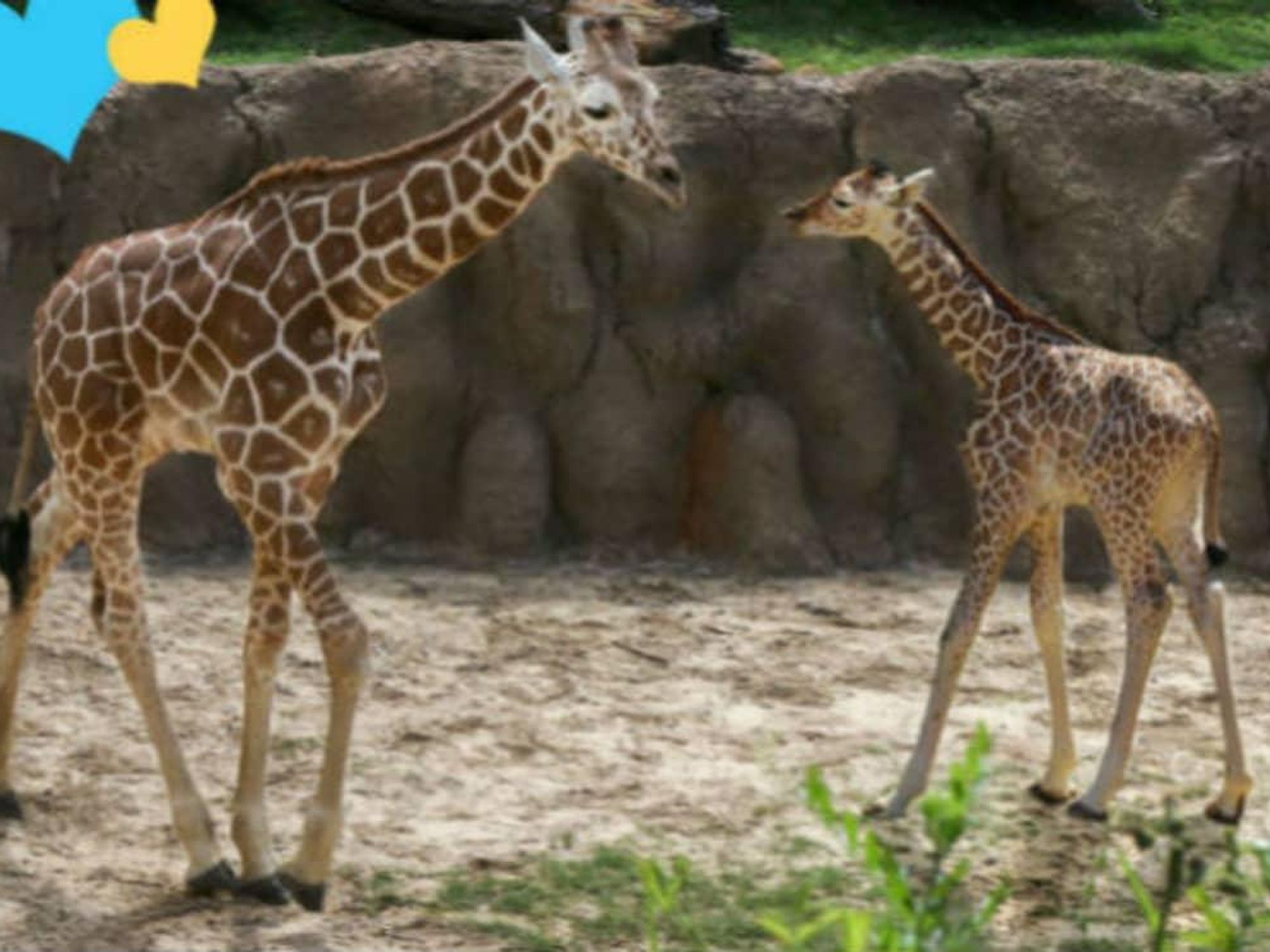 Giraffe, Dallas Zoo