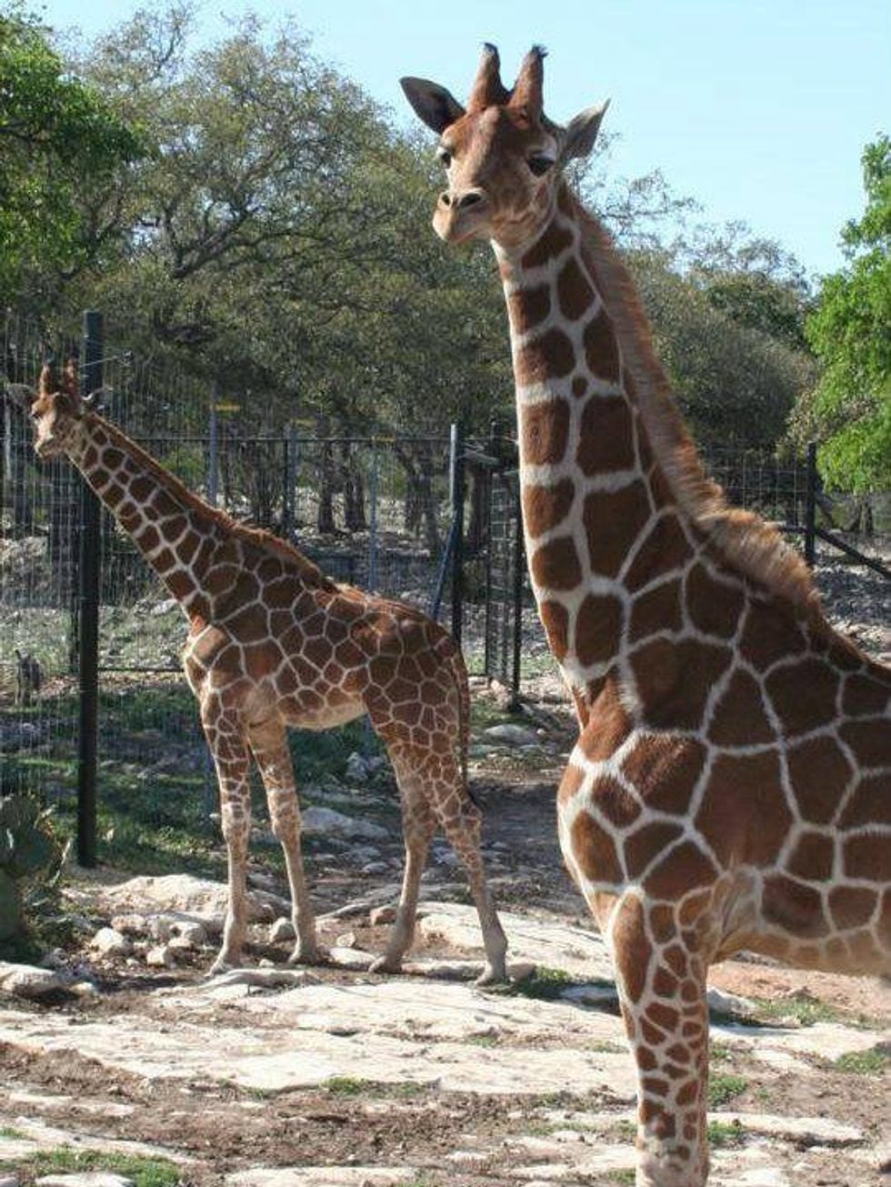 Wonder twin giraffes celebrate first birthday on Central Texas ranch