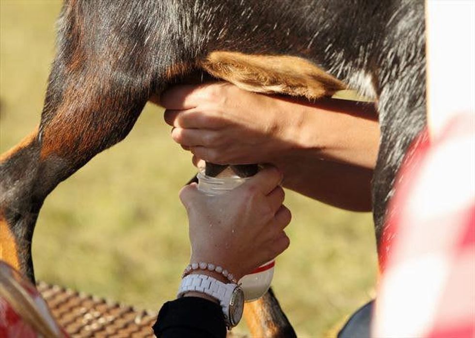 Girls milk goats on the Bachelor