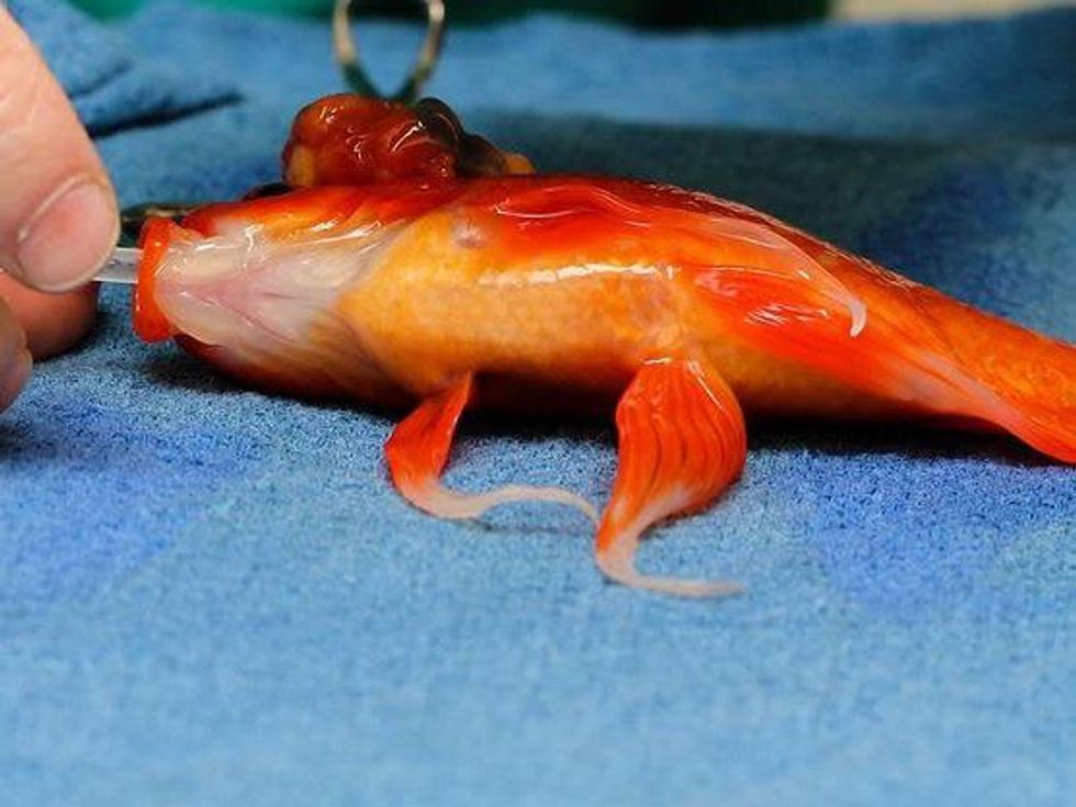 Goldfish surgery