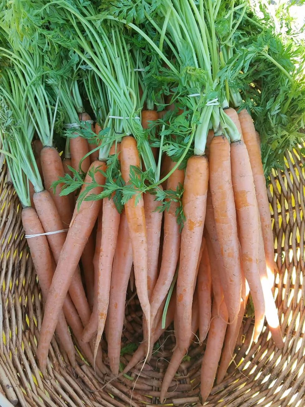 Good Local Markets Vickery Meadow Market