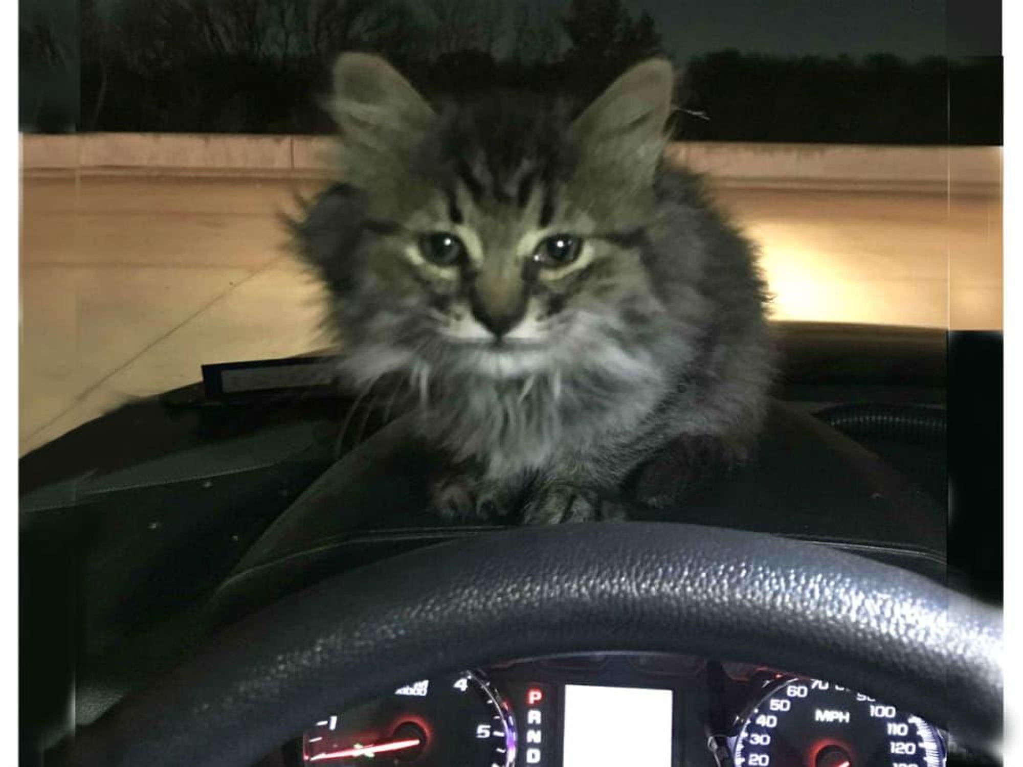 Grand Prairie kitten