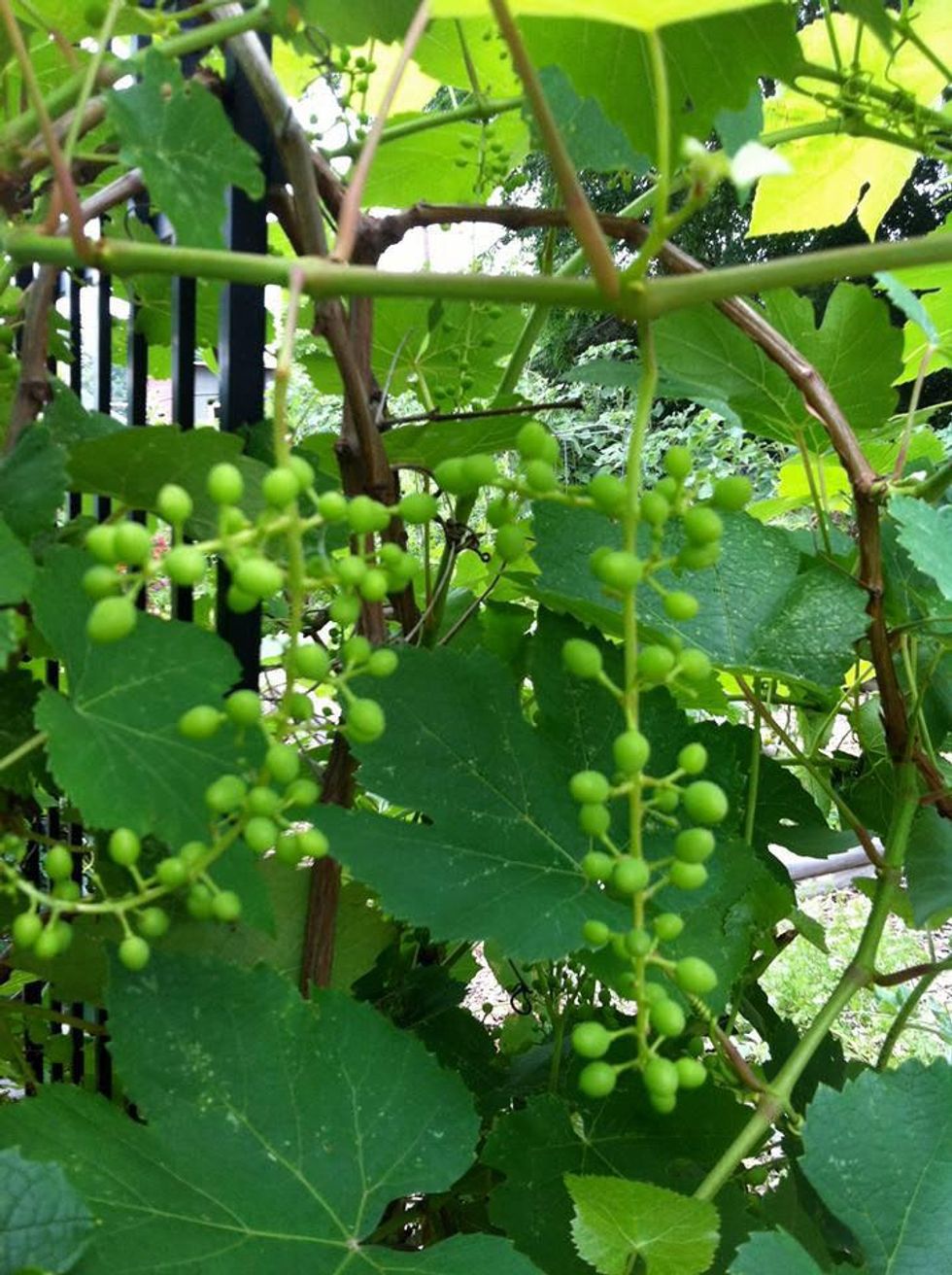 Grapes at Promise of Peace Garden