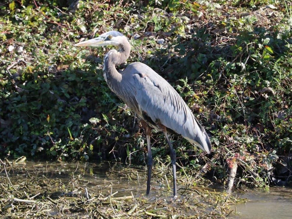 Great Blue Heron