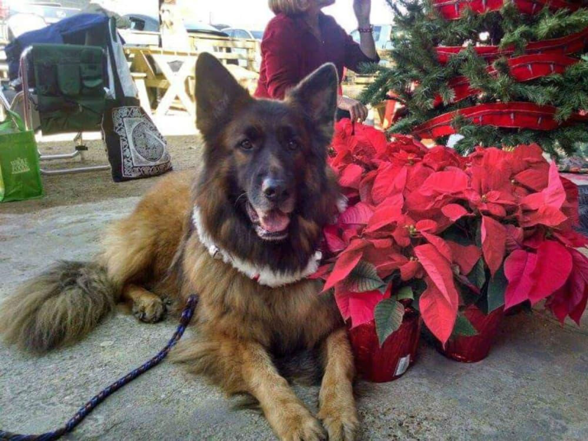 Greater Houston German Shepherd Dog Rescue presents Jingle Bell Bark and Brew