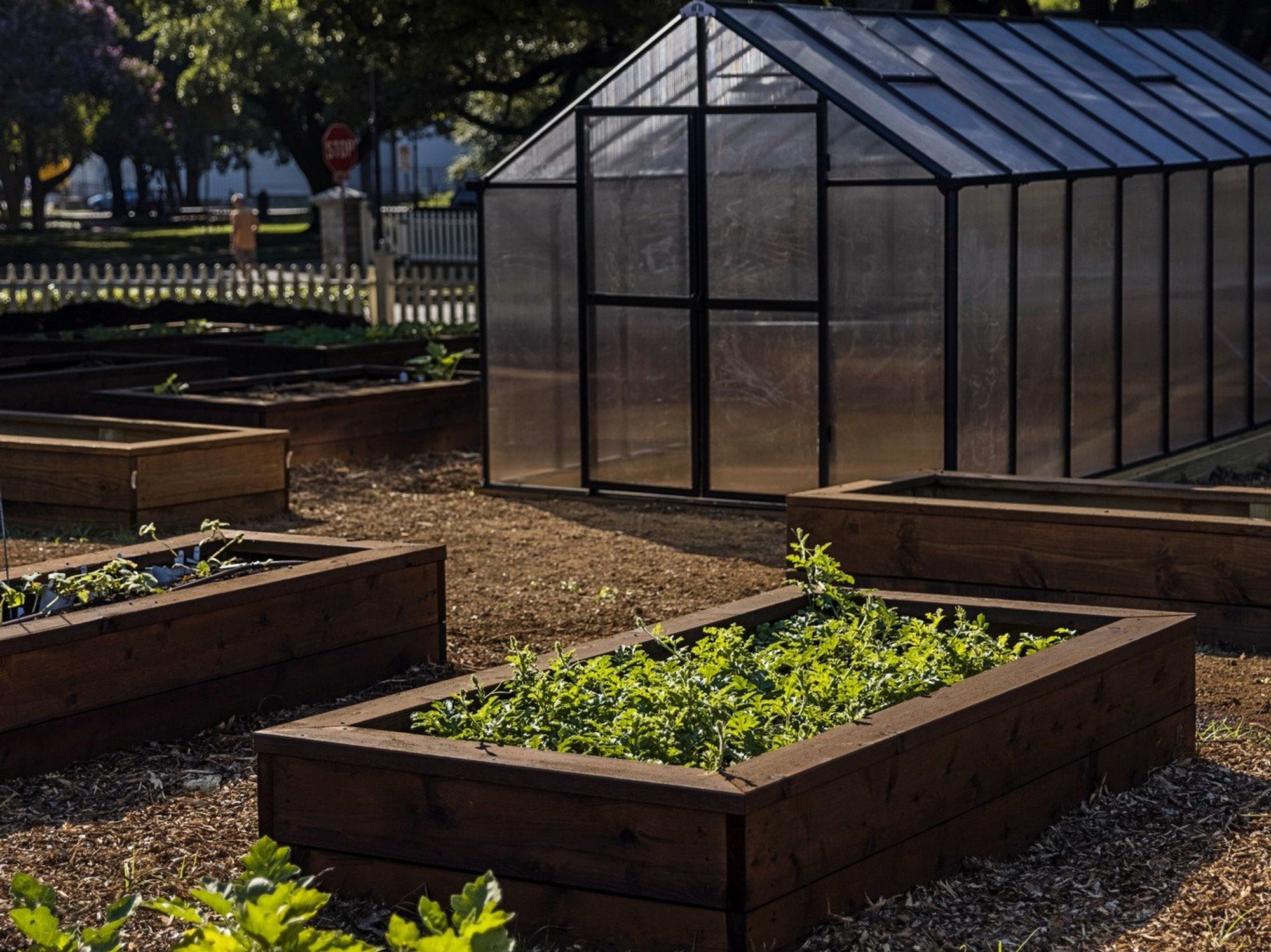 greenhouse raised beds plants