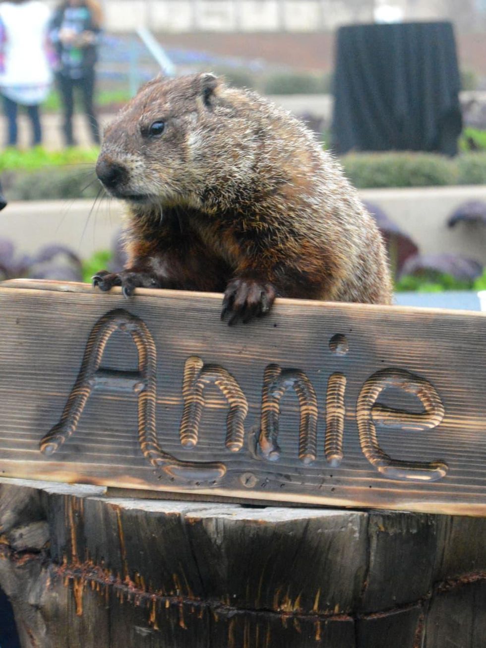 Groundhog Day Celebration