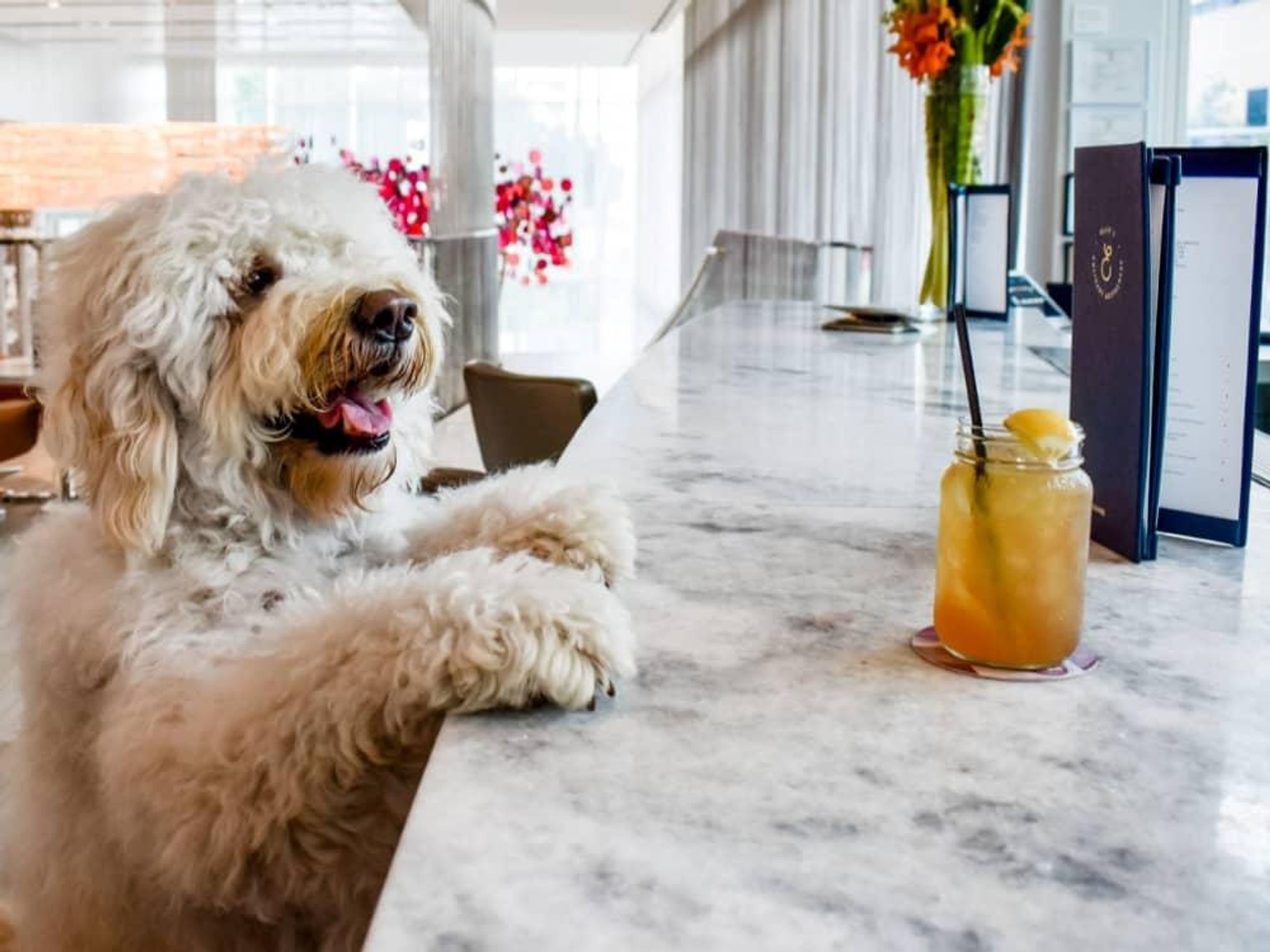 HALL Arts Hotel Howl-O-Ween, dog