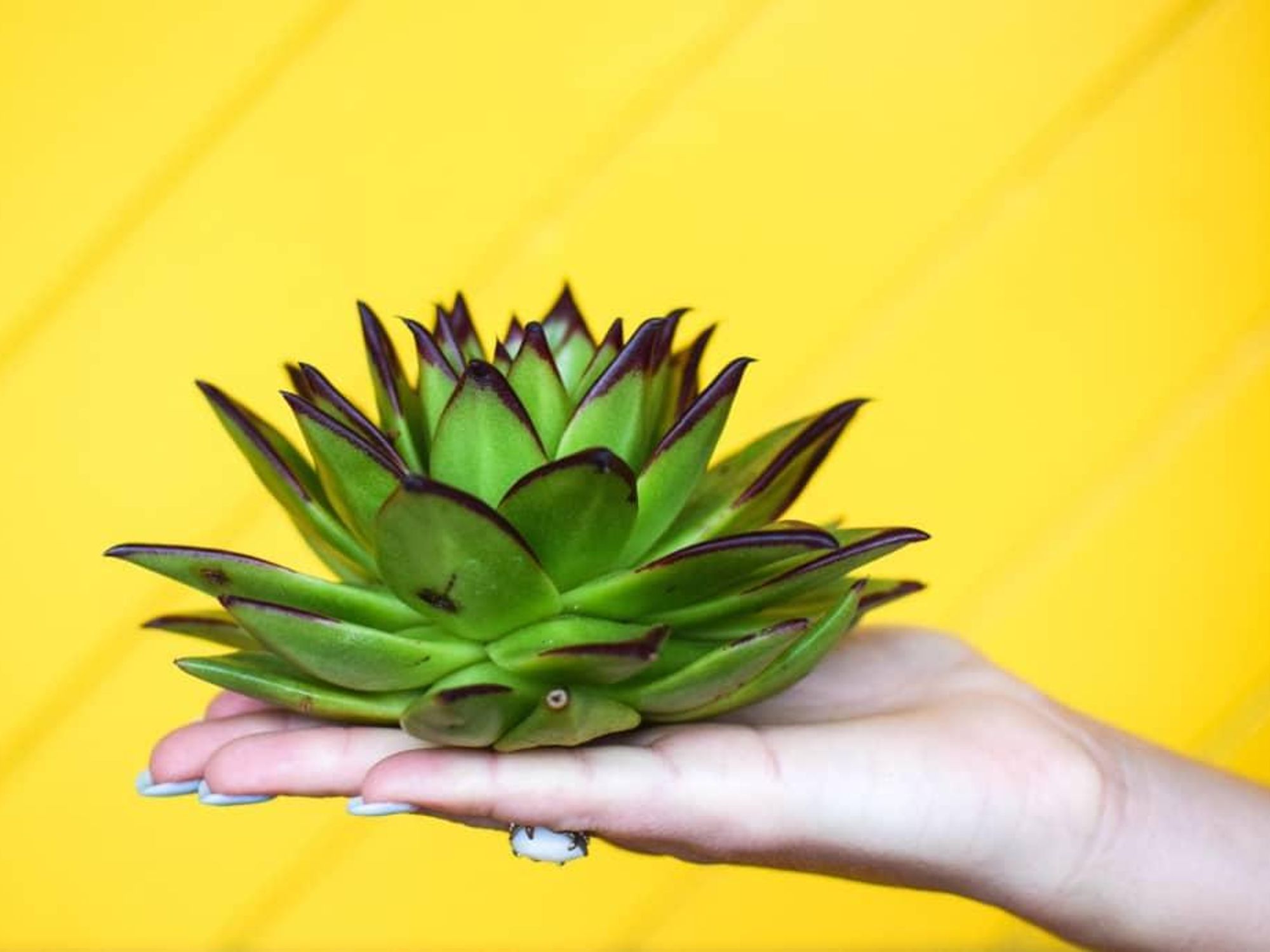 Hand holding a succulent