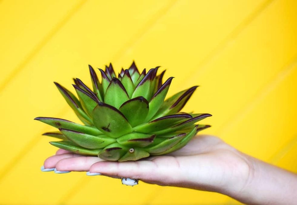 Hand holding a succulent
