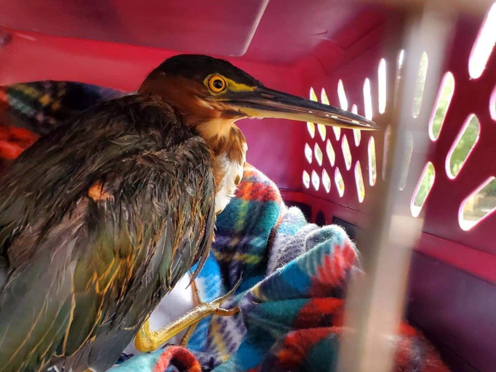 Heron bird Richardson