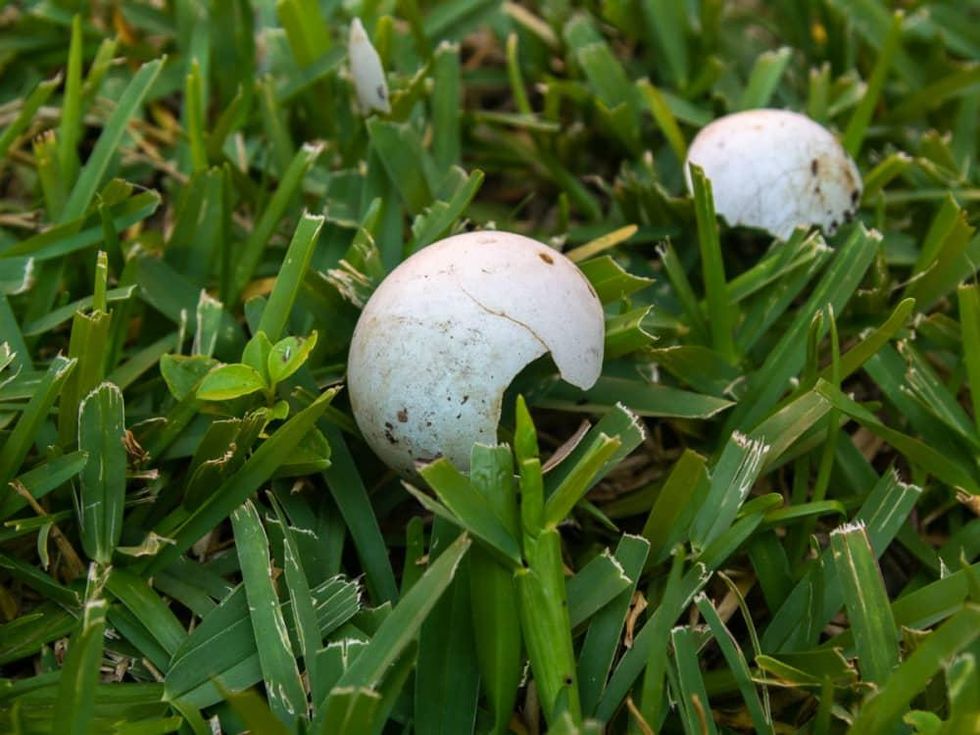 Heron egg shells