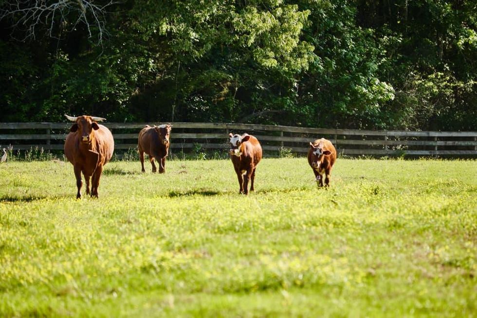 Hickory Wind Ranch, East Texas