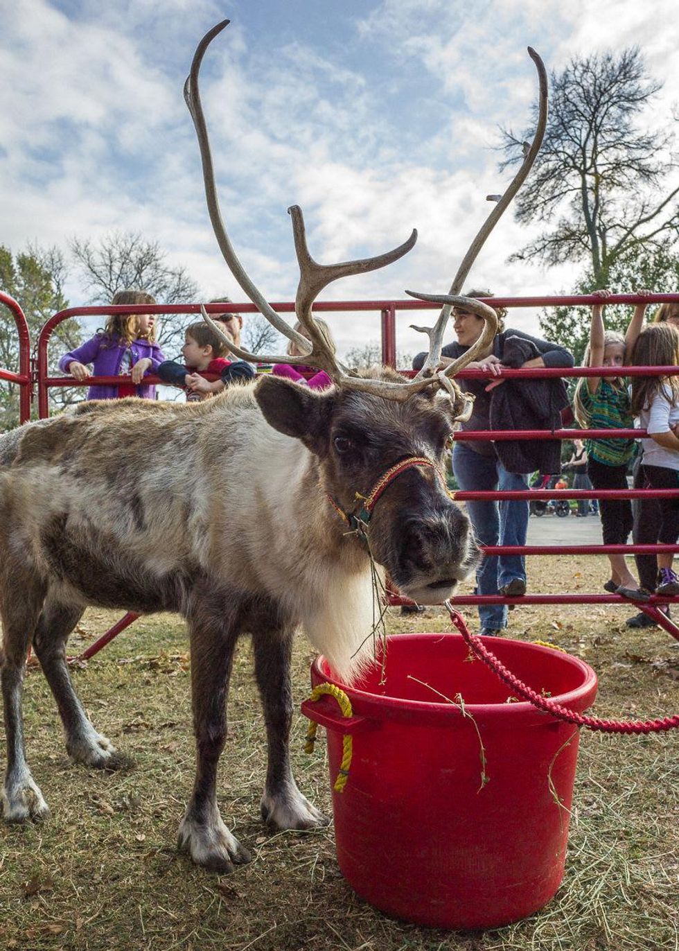 Holiday at the Arboretum, Artistry of the Nativity, Dallas Arboretum, Dallas, Melisa Ambers, Rod Lindley