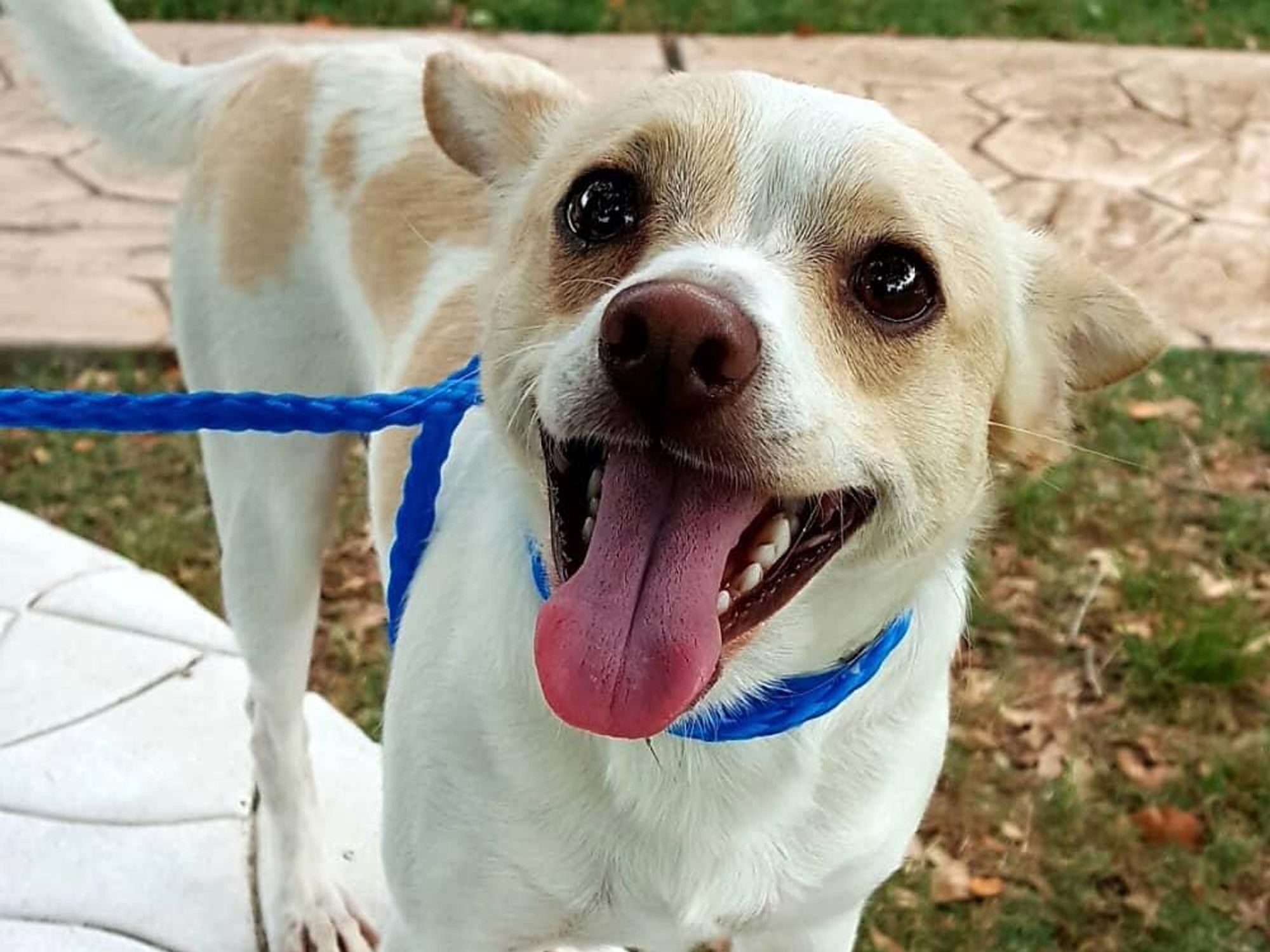 Houston, Pethouse Pet of the week, June 2, 2017, Snow