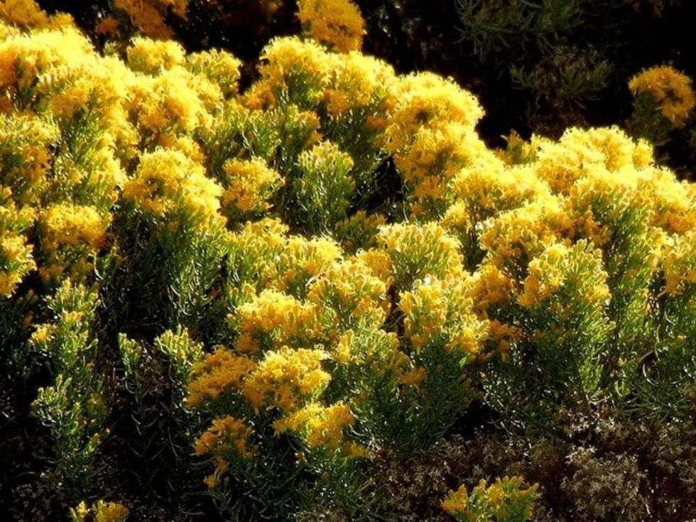 Houzz southwestern native shrubs plants gardening turpentine bush
