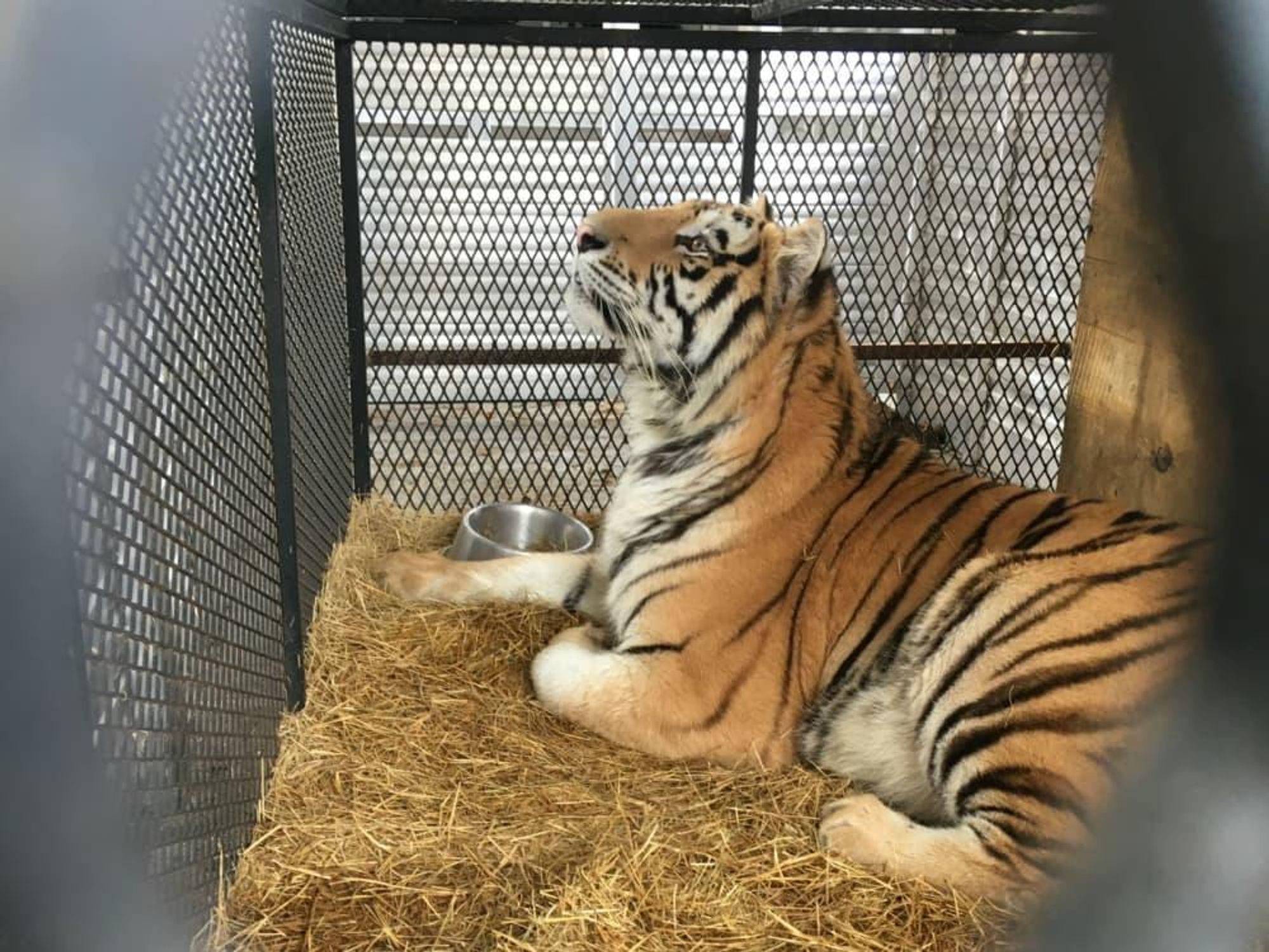 Dallas-area sanctuary rescues tiger found by stoner in abandoned home -  CultureMap Dallas